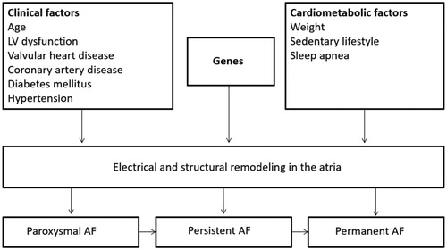 Figure 1. Risk factors and triggers of atrial fibrillation. AF, atrial fibrillation; LV, left ventricular.