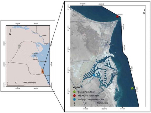 Figure 1. Acropora downingi offshore donor sites (Al Zour and Qit at Binaya patch reefs) and nursery-transplantation sites at Sabah Al Ahmad Sea City.