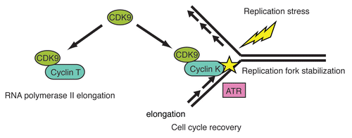 Figure 1 Proposed model for CDK9-cyclin K in the Replication Stress Response. CDK9 has multiple functions. With cyclin T, CDK9 functions in promoting RNA polymerase II elongation. In response to replication stress, CDK9 with cyclin K is mobilized to chromatin where it functions to prevent the breakdown of stalled replication forks and promote cell cycle recovery. CDK9-cyclin K interacts in a complex with ATR and other DNA damage response and repair proteins but likely functions downstream or in a parallel pathway to ATR and CHK1.