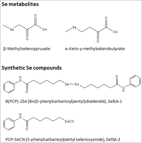 Figure 2. Se-containing inhibitors of HDAC activity. Structural formulas of Se metabolites (β-Methylselenopyruvate and α-Keto-γ-methylselenobutyrate) and synthetic selenocompounds (B(PCP)-2Se [Bis(5-phenylcarbamoylpentyl)diselenide], SelSA-1 and PCP-SeCN (5-phenylcarbamoylpentyl selenocyanide), SelSA-2) with HDAC-inhibitory activity.