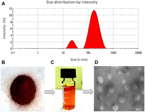 Figure 2 Characterization of the optimized formulation OCNE-1.Notes: (A) Globular size and intensity, (B) crystalline rifampicin powder, (C) transformed rifampicin-loaded nanoemulsion, and (D) morphological assessment of OCNE-1 nanoemulsion using transmission electron microscopy, which showed spherical, non-aggregated particles (scale 200 nm).