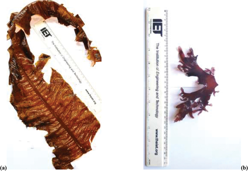 Figure 2. Photographs with a 30 cm ruler of (a) Alaria esculenta and (b) Palmaria palmata, as harvested before trimming to sample weight.