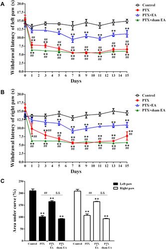Figure 3 Effect of EA treatment on PTX-induced mechanical allodynia. (A) EA treatment significantly increased MWL in left hind paw of rats. *P<0.05, **P<0.01 compared with Control, ##P<0.01 compared with PTX+EA. (B) EA treatment significantly increased MWL in right hind paw of rats. *P<0.05, **P<0.01 compared with Control; ##P<0.01 compared with PTX+EA. (C) Overall effect (AUC) of EA treatment on PTX-induced mechanical allodynia. **P<0.01 compared with Control; ##P<0.01 compared with PTX; &&P<0.01 compared with PTX + sham EA. Data are presented as mean ± SEM (n≥7).Abbreviations: MWL, mechanical withdrawal latency; AUC, area under the curve; PTX, paclitaxel; EA, electroacupuncture.