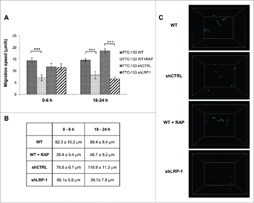 Figure 2. Thyroid carcinoma cell migration on 3D collagen matrix is drastically altered by LRP-1 blockade or silencing. FTC-133 cells were cultured for 24 h within 3D collagen I matrix, and then were tracked by time-lapse videomicroscopy. (A) Cell migration speed (µm/h) was assessed during the first 6 h and the last 6 h of culture and data represent the average of 3 independent experiments (at least 25 cells were tracked per experiment). Error bars represent SEM. ***, P < 0.001 significant difference. (B) Distance of migration covered by cells during the first 6 h and the last 6 h. Data represent the average of 3 independent experiments (at least 25 cells tracked per experiment). (C) Quantitative analysis of 3D FTC-133 cell trajectories during the last 6 h of culture. Each color corresponds to a distinct cell.