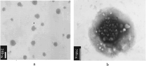 Figure 4.  Transmission electron microscope of TL formulations prepared by an ammonium sulfate gradients- pH regulation method.