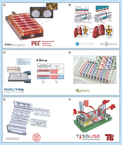 Figure 2.  Selection of current microphysiological systems devices with ongoing marketing or commercialization ambitions.The first row shows sophisticated single-organ-specific chip designs. The second row depicts pumpless plate systems with a broad range of applications through a generic layout. The bottom row illustrates multi-organ-chips with individualized cultivation compartments. (A) The lung-on-a-chip hosts a barrier model containing lung epithelial and endothelial cells (reprinted with permission from Huh et al. [Citation24]). (B) The LiverChip® incorporates primary human liver cells showing extended vitality and in vivo-like morphogenesis over prolonged culture periods (reprinted with permission from Domansky et al. [Citation89]). (C) The OrganoPlates® allow the controlled deposition and subsequent perfusion of hydrogels (reprinted with permission from Wevers et al. [Citation46]). (D) The microfluidic platform accommodates up to eight cell aggregates in compartments that allow communication through the medium (courtesy of Oliver Frey). (E) The body-on-a-chip device designed based on a PBPK model adapts compartment size and microfluidics to the human template considering technological constraints (reprinted with permission from Miller and Shuler [Citation56]). (F) The Four-Organ-Chip was manufactured to mimic adsorption, distribution, metabolism and excretion – information mandatory for the toxic evaluation of any given substance.PBPK: Physiologically based pharmacokinetic.