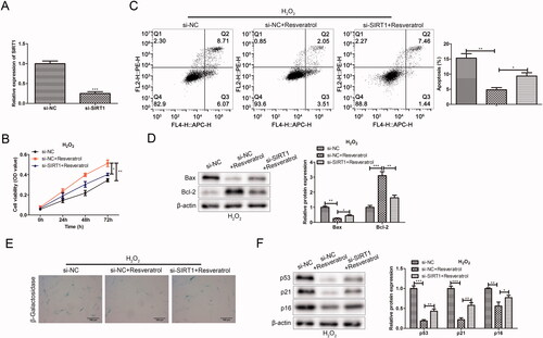 Figure 6. Silencing SIRT1 weakens the effect of resveratrol in the treatment of premature senescence. (A) Efficiency of SIRT1 silence was tested. (B) CCK-8 and (C) flow cytometry were used to detect BMMSCs proliferation activity and apoptosis rate induced by H2O2 in groups si-NC, si-NC + resveratrol and si-RELA + resveratrol; (D) the expression of apoptosis-related proteins (Bax and Bcl-2) was detected by western blot; (E) β-galactosidase staining assay was performed to determine the senescence of BMMSCs; (F) the expression of senescence-related proteins (p53, p21 and p16) was detected by western blot. *p < 0.05, **p < 0.01, ***p < 0.001 versus another group.