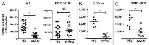 Figure 1. The protection of neonates against Cryptosporidium parvum induced by poly(I:C) required the presence of CD11c+ dendritic cells but not CD3+ cells or NCR1+ cells. Three-day-old neonatal mice were orally infected with C. parvum and received one intraperitoneal injection of poly(I:C) (4 µg/g) 5 d later. These graphs show the intestinal parasite load 24 h after poly(I:C) injection, in neonatal mice depleted of dendritic cells (CD11c-DTR mice) (A), in CD3e-deficient neonatal mice (B), and in neonatal mice depleted of NCR1+ cells (NCR1-DTR mice) (C) (Each point represents a single mouse; bars represent the median; NS = not significant; *P < 0.05).