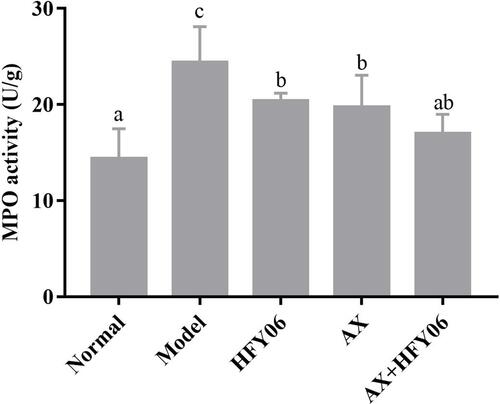 Figure 3 Effect of AX combine L. fermentum HFY06 supplementation on myeloperoxidase (MPO) enzyme activity in colon tissue. HFY06: 2.5% DSS with L. fermentum HFY06 (1.0 × 1010 CFU), AX: 2.5%DSS with AX (200 mg/kg), AX+HFY06: 2.5% DSS with AX (200 mg/kg) and L. fermentum HFY06 (1.0 × 1010 CFU). Different letters above the histogram indicate significant differences (P<0.05).