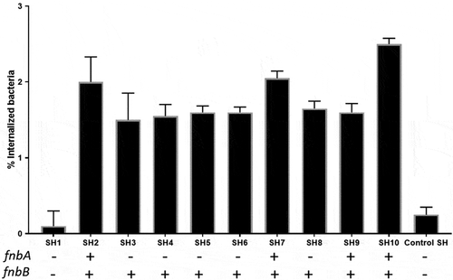 Figure 5. Percentage of internalizedS. haemolyticus in the PHSF cells and the distribution of the fnBP genes.