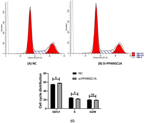 Figure 2. Effect of PPARGC1A gene knockdown on the cell cycle of BuMECs. (A) (NC), and (B) (si-PPARG1A) cell cycle distribution; (C) flow cytometry to detect cell cycle progression.