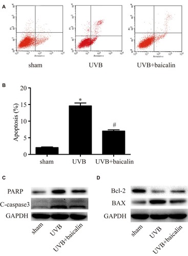 Figure 2 Baicalin suppresses UVB-induced apoptosis in HSFs. (A, B) Cellular apoptosis was assayed by annexin V-FITC and PI counterstaining, and analyzed with flow cytometry. The original flow cytometry figures are shown in (A) and the apoptosis rates are shown in (B). Values are given as means±SEM (n=5). *p < 0.05 versus sham, #p < 0.05 versus UVB. (C, D) HSFs were treated with indicated treatments. Then, PARP, cleaved caspase-3, Bcl-2 expression, and BAX expression were detected by Western blotting analysis. (C) Representative image of immunoblots for PARP and cleaved caspase-3. GAPDH was used as a loading control. (D) Representative image of immunoblots for Bcl-2 and BAX. GAPDH was used as a loading control. The concentration of baicalin in these studies was 25 ng/mL.