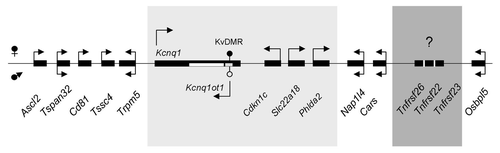 Figure 1. Schematic of the Kcnq1 imprinted domain on mouse chromosome 7. Arrows indicate direction of transcription. Arrows above the genes represent maternal transcription, below the line paternal transcription and genes with two arrows have biallelic expression. Shown in the light gray box are the genes that are imprinted in both the embryo and placenta. Shown in the dark gray box are the Tnfrsf genes present in the mouse genome but absent in the human. They are transcribed in the same orientation as Cars.