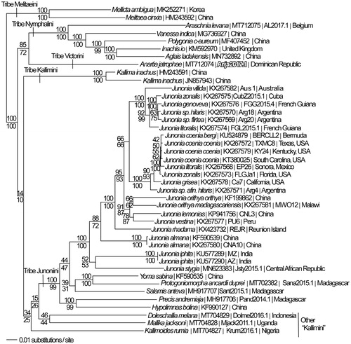 Figure 1. Maximum likelihood phylogeny (GTR + G model, G = 0.2330, likelihood score 117762.66543) of Anartia jatrophae saturata (tribe Victorini), 29 mitogenomes from tribe Junonini, 5 from Kallimini, 5 from Nymphalini and 2 outgroup from tribe Melitaeini in subfamily Nymphalinae based on 1 million random addition heuristic search replicates (with tree bisection and reconnection). One million maximum parsimony heuristic search replicates produced 16 trees (parsimony score 20,698 steps) which differ from one another only by the arrangement of Junonia coenia mitogenomes and one of which has an identical tree topology to the maximum likelihood tree depicted here. Numbers above each node are maximum likelihood bootstrap values and numbers below each node are maximum parsimony bootstrap values (each from 1 million random fast addition search replicates).