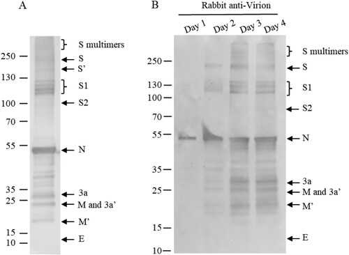 Figure 6. Multi-bands of S1 and time course of viral protein modifications. (A) Purified virions were analysed by 4–12% SDS-PAGE at 20mA, and transferred at 380 mA for 70 min. (B) Supernatants of infected cells were collected on days 1 to 4 post-infection and analysed by WB using rabbit-α-virion serum. The proteins were separated by 4-20% of gradient SDS-PAGE and transferred to Nitrocellulose membrane. S′ and M′, unglycosylated; 3a′ cleaved. Molecular markers are indicated on the left in kilodaltons and proteins are indicated by the arrows on the right. The experiments were repeated 3 times at least.