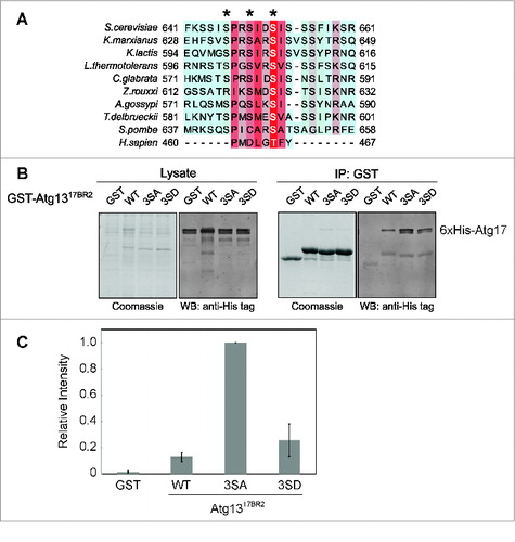 Figure 4. Effects of dephosphorylation on Atg1317BR2 interaction with Atg17. (A) Sequence alignment of the Atg1317BR2 region. (B) In vitro coprecipitation of GST-Atg1317BR2 mutants coexpressed with 6xHis-tagged Atg17. Constructs were expressed in the E. coli T7 express strain. Glutathione agarose was used for precipitation. The western blot was probed using anti-His tag antibody. (C) Quantitative infrared western to compare Atg17 binding affinities of wild-type Atg1317BR2 and mutants. Error bars correspond to standard deviation and were obtained from 3 independent experiments.