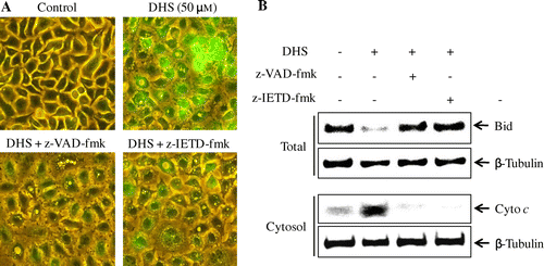 Fig. 7. Effects of caspase inhibitors on DHS-induced depolarization of mitochondrial membrane potential (Δψm), the cleavage of Bid, and the release of cytochrome c in HeLa cells.Note: (A) Cells were pretreated with 25 μm z-VAD-fmk or 25 μm z-IETD-fmk for 1 h and then treated with 50 μm DHS for an additional 24 h. They were stained with MitoCapture for 15 min and visualized under a fluorescence microscope (magnification 200 ×). (B) Protein expression of Bid and cytochrome c.