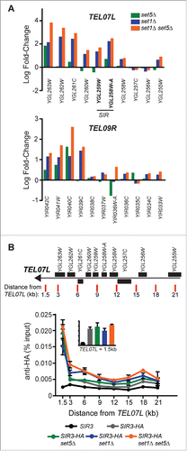 Figure 2. Telomeric gene derepression in the absence of Set1 and Set5 is not linked to Sir protein dependent silencing. (A) Log2 fold-change from RNA-seq of set5Δ, set1Δ, and set1Δ set5Δ cells in genes within 20 kb of the chromosome end for TEL07L, a SIR-dependent telomere, and TEL09R, a SIR-independent telomere. Beginning from the y-axis, all genes with available data are shown and arranged from most telomere proximal to telomere distal. Systematic names are indicated for all genes. Genes identified as regulated by Sir2, Sir3, and Sir48 are indicated in bold. (B) Chromatin immunoprecipitation (ChIP) using anti-HA antibodies of Sir3-HA in wt, set5Δ, set1Δ, and set1Δ set5Δ cells, as well as an untagged SIR3 control. qPCR was performed on immunoprecipitated DNA using primers targeting the positions indicated on the schematic of TEL07L. Genes within 20 kb of the chromosome end are shown as black boxes and primer positions are indicated with red lines. Primer sequences are listed in Table S2. The graph shows percent input for two biological replicates. Error bars indicate SEM. Inset graph shows percent input of Sir3-HA at the 1.5 kb position to more readily compare peak levels of Sir3-HA in the mutants.