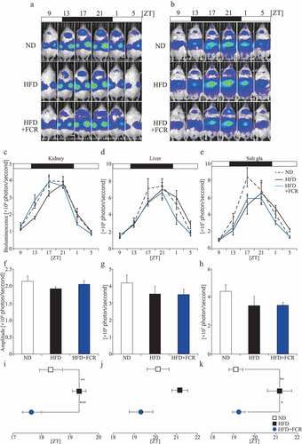 Figure 3. The effects of FCR on PER2::LUC expression rhythm in peripheral organs. Representative images (A and B), analyzed waveforms (C–E), amplitudes (F–H), and peak phases (I–K) of in vivo PER2::LUC bioluminescence. Open and closed bars indicate light and dark periods, respectively. Data are presented as the mean ± SEM (the ND and HFD+FCR groups, n = 6; the HFD group, n = 5). * p < 0.05, ** p < 0.01 (one-way ANOVA with Tukey’s multiple comparison test).