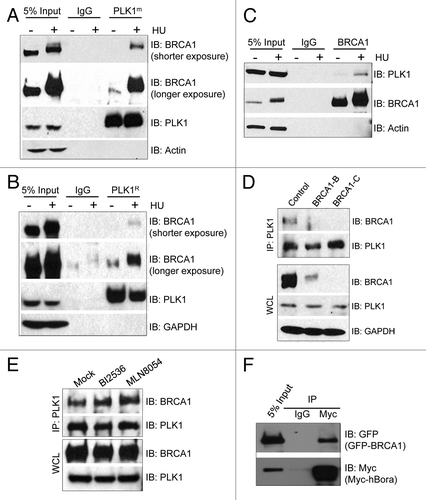 Figure 1. HU stimulates the interaction between PLK1 and BRCA1. (A–C) U2-OS cells were either left untreated (−) or treated with 4 mM HU for 24 h (+). Equal amount of cell lysate was used for immunoprecipitation (IP). The antibodies used for IP are indicated on the top. PLK1m is a mouse monoclonal antibody. PLKR is a rabbit polyclonal antibody. IgG was used as the negative control. Immunoblotting (IB) antibodies are indicated on the right. (D) Depletion of BRCA1 by siRNA abolishes the interaction between PLK1 and BRCA1. U2-OS cells were first transfected with either control siRNA, or two different siRNA against BRCA1 (BRCA1-B or BRCA1-C), and then treated with 4 mM HU for 24 h. Equal amount of cell lysate was used for IP. IB antibodies are indicated on the right. (E) The PLK1-BRCA1 interaction is independent of the kinase activity of PLK1 and Aurora A. U2-OS cells were first treated with 4 mM HU for 24 h. 100 nM BI2536 or 3 μM MLN8054 was added to the medium, and cells were incubated for another 24 h. Equal amount of cell lysate was used for IP. IB antibodies are indicated on the right. (F) GFP-tagged BRCA1 and Myc-tagged hBora were con-transfected into 293T cells. Cell lysates were used for IP with either control IgG or anti-Myc antibody. Antibodies used for immunoblotting are indicated on the right.