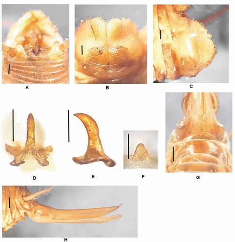 Figure 8. Dolichopoda propantii n. sp.: (a) male tenth tergum; (b) male subgenital plate (ventral view); (c) male subgenital plate (lateral view); (d) median process of epiphallus (dorsal view); (e) median process of epiphallus (lateral view); (f) plica dorsalis; (g) female subgenital plate; (h) ovipositor (lateral view). Scale bars: 1 mm
