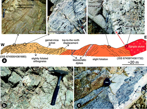 Figure 4. (a) A geological cross section showing lithological characteristics of the metamorphic rocks forming the Menderes Massif and their contact relationship with the Eğrigöz pluton. Metagranites, augen orthogneisses, garnet mica schists and metapegmatoids are structurally alternated to the north-east of Esenbağ. A top-to-the-NE sense of mylonitic shear on the moderately SE-dipping foliation plane is clearly identified within the asymmetric porphyroclasts of orthogneisses and boudined quartz ribbons of the mica schists. Towards the western contact of the Eğrigöz pluton, metagranites are intruded by a few tens of centimeters wide and almost undeformed leucogranitic dykes. Note the cooling contraction joints within the microgranitic margin of the Eğrigöz pluton at the sharp contact with metagranite, suggesting that the metagranitic host rock was cold during emplacement of the pluton. (b) Assimilated orthogneiss within the equigranular granite of the Eğrigöz pluton. (c) Sharp contact between metagranites and the intruding Eğrigöz pluton that includes a host rock fragment. See Figure 2 for location of figures.