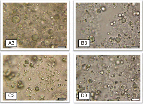 Figure 1.  Photomicrographs of representative batches of lipospheres containing 30%w/w PEG 4000 after 1 month: A3, B3, C3, and D3 contain 1, 2, 3, and 0%w/w of ceftriaxone sodium, respectively. Bar represents 50 μm.