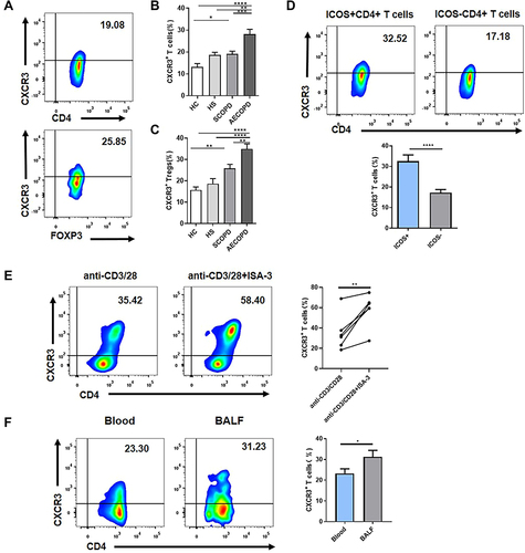 Figure 4 Inducible costimulator (ICOS) signaling induces C-X-C motif chemokine receptor 3 (CXCR3) expression in vivo and in vitro. (A) Representative flow cytometric dot plots of the frequencies of CXCR3+CD4+ T cells and CXCR3+CD4+CD25+FOXP3+ Tregs within patients with stable chronic obstructive pulmonary disease (SCOPD). Comparisons of the percentage of CXCR3+ T cells within CD4+ T cells (B) and CD4+CD25+FOXP3+ Tregs (C) in the peripheral blood from 15 healthy controls (HC), 11 healthy smokers (HS), 22 patients with SCOPD (SCOPD), and 14 patients with acute exacerbation of COPD (AECOPD). (D) Representative gating of CXCR3+ICOS+CD4+ T cells and CXCR3+ICOS−CD4+ T cells and the corresponding histograms (n = 22). (E) Naïve CD4+ T cells obtained from the peripheral blood of healthy people were cultured with plate-bound anti-CD3/28 mAbs in the presence of IL-2 with or without anti-ICOS mAb (ISA-3) for four days. The frequency of CXCR3+CD4+ T cells was analyzed with flow cytometry. Comparable results were obtained from six independent experiments. (F) The percentage of CXCR3+CD4+ T cells in the peripheral blood and corresponding BALF of four patients with SCOPD. *p<0.05, **p<0.01, ***p<0.001, ****p<0.0001.