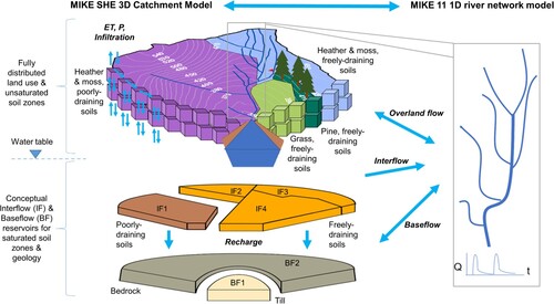 Figure 2. Conceptual diagram of the model structure, with orientation facing upstream from catchment outlet. The left-hand side represents the MIKE SHE 3D catchment model set-up, with a fully distributed surface layer for infiltration, evapotranspiration and overland flow processes, and conceptual lower interflow and baseflow reservoirs. The outputs of all of MIKE SHE 3D catchment model reservoirs are inputs to the MIKE 11 river network (right). The vertical thickness of reservoirs and size of grid cells are not to scale