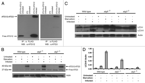 Figure 4. Novel ATG12-ATG3 conjugate and ATG3 dependent LC3 lipidation. (A) Immunoprecipitation and immunoblotting analysis of the new ATG12 conjugate. NIH-3T3 and NIH-3T3 cells stably expressing FH-ATG12 were left untreated or infected with vaccinia virus at a MOI of 3 and harvested 8 h post infection. Lysates were immunoprecipitated with α-FLAG. The protein complexes were separated using SDS-PAGE and immunoblotted with anti-ATG12 or anti-ATG3 antibodies, as indicated. (B) Immunoblotting assay of wild-type, atg5−/−, and atg7−/− MEF cells with an anti-ATG3 antibody. Indicated cell lines were either untreated, amino acid and serum deprived for 2 h with Hank’s media or infected with vaccinia virus at a MOI of 3 and harvested 24 h after infection. Actin levels serve as a loading control. (C) Immunoblotting of wild-type, atg5−/− and atg3−/− MEF cells with a LC3 antibody. Indicated cell lines were either untreated, amino acid and serum deprived for 2 h with Hank’s media or infected with vaccinia virus at a MOI of 3 and harvested 24 h post infection. Lysates were probed with anti-LC3 and anti-actin antibodies. The results are representative of three independent experiments. (D) Quantification of LC3-II to actin ratio in (C). The data are the means ± SD from three independent experiments.