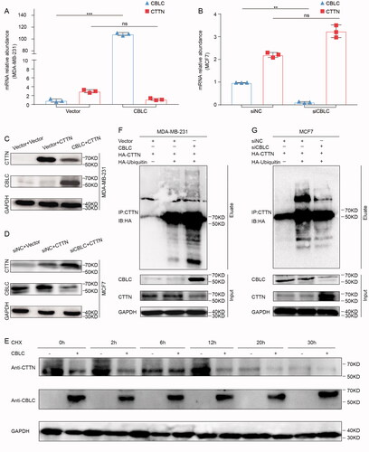 Figure 4. Effect of CBLC on CTTN expression, stability and ubiquitination. (A,B) Effect of CBLC overexpression/knockdown on endogenous CTTN mRNA expression in MDA-MB-231/MCF7 cells. (C,D) Effect of CBLC overexpression/knockdown on CTTN protein expression in MDA-MB-231/MCF7 cells. (E) The stability of CTTN after treatment with cycloheximide (CHX) at different time points in CBLC overexpressing cells and control cells. (F) WB detection of CTTN expression and ubiquitination in MCF7 cells transfected with Flag-CBLC or vector pretreated with MG132. Input: protein expression in the extracted supernatant, Eluate: protein expression after purification by IP. (G) WB detection of CTTN expression and ubiquitination in MDA-MB-231 cells transfected with siNC or siCBLC pretreated with MG132. Input: protein expression in the extracted supernatant, Eluate: protein expression after purification by IP.