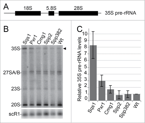 Figure 6. G-patch protein overexpression leads to defects in ribosome biogenesis. (A) Scheme of the 35S pre-rRNA transcript, which contains the sequences of the mature 18S, 5.8S and 25S rRNAs. (B) Total RNA was isolated from yeast cells with or without overexpression of the individual G-patch proteins indicated, RNA was separated by denaturing agarose gel electrophoresis and analyzed by Northern blotting using probes for the detection of rRNA precursors (indicated on the left). The 35S pre-rRNA is marked by an arrowhead. (C) Levels of the 35S rRNA precursor transcript in three independent experiments were quantified, normalized to the scR1 RNA (loading control) and the wildtype, and are presented as mean +/− SEM.