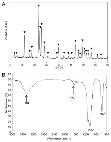 Figure 1. (A) XRD patterns of β-TCP powder (▼); (B) IR spectra of β-TCP powder.