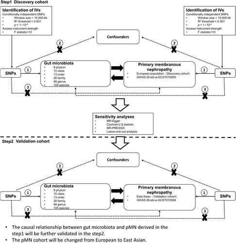 Figure 1. Study design for a two-sample bidirectional Mendelian randomization study on gut microbiota and primary membranous nephropathy (pMN). IV: instrumental variable; GWAS: genome-wide association study; SNP: single-nucleotide polymorphism; MR-PRESSO: Mendelian randomization polytropic residuals and outliers.