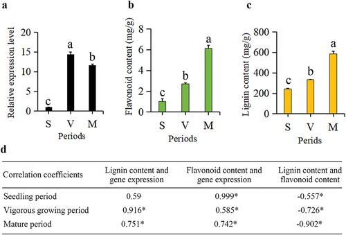 Figure 7. The expression profile of BnCCR2 in ramie during three periods (a), histogram of the flavonoid content in ramie during three periods (b), histogram of the lignin content in ramie during three periods (c), correlation coefficients of the lignin content, flavonoid content and the expression level of BnCCR2 (d). S: seedling period, V: vigorous growing period, M: mature period.