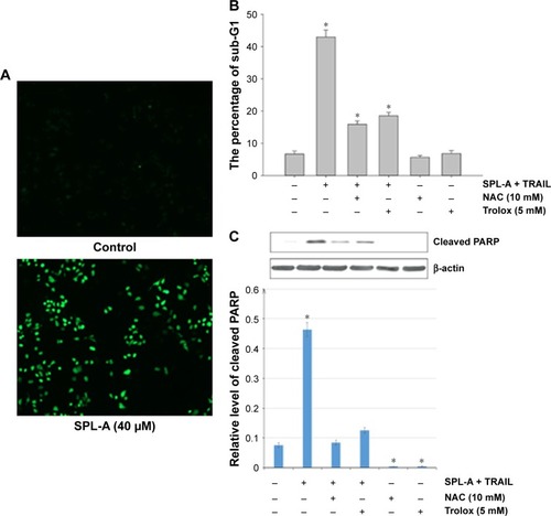 Figure 4 SPL-A promotes ROS generation in Ishikawa cells.