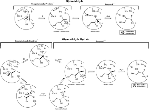 Figure 4. Potential NECPM mechanisms for HbA covalent modification that are geometrically possible for glyceraldehyde 3 (Mechanism I) and the glyceraldehyde hydrate 4 (Mechanisms II and III) based upon molecular modeling with MOE.2