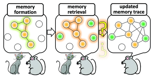 Figure 1. A model of assembly and re-assembly of neurons that are activated during formation and retrieval of memory. Neurons are activated in response to stimuli that trigger memory formation and these activated neurons constitute a functional assembly, or an active neuronal network, in several brain regions. Re-activating this neuronal network is a critical process during memory retrieval. A large amount of evidence indicate that molecular and cellular traces of memory which were produced during memory encoding within the original neuronal network that was assembled in response to the initial memory-inducing stimuli persist in this network. An outstanding question is whether, and if so how, this network of neurons can be “re-assembled” at the cellular and synaptic levels when updating memory after retrieval. Addressing this problem is essential for not only in memory research but also in molecular systems neuroscience.