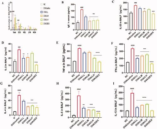 Figure 3. Effects of LKZP on ameliorating inflammatory cells and cytokines. (A) Leukocytes in BALF. (B) Content of IgE in serum. (C–I) Content of IL-33, IL-2, IL-4, IL-5, IL-13, TNF-α and IFN-γ in BALF. The data are presented as the mean ± SEM. n = 4–5 mice/group. #p < 0.05; ##p < 0.01; ###p < 0.001 vs. normal control group. *p < 0.05; **p < 0.01; ***p < 0.001 vs. OVA/saline group.