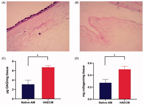 Figure 2. H&E stain of native AM (A) and decellularized AM (B). (C) Quantification of sulfated GAGs in the native AM and the HAECM hydrogel. Results are presented as mean μg sulfated GAGs per mg matrix. (D) Quantification of collagen in the native AM and the HAECM hydrogel. Results are presented as mean mg collagen per mg matrix. Data are presented as mean ± standard deviation; n = 3.