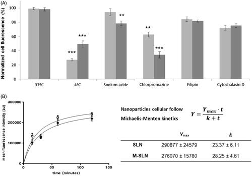 Figure 7. Cellular interaction of nanoparticles on THP1 macrophages. (A) Role of energy in the internalization of SLNs (light grey) and M-SLNs (dark grey), using 37 °C as control. (B) Cellular uptake kinetic profiles obtained by flow cytometry for SLNs (□) and M-SLNs (▪). Data expressed as mean ± SD (n = 3). Statistical differences in relation to control (37 °C) represented as **P < .01 and ***P < .001.