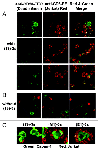 Figure 3. Images of Daudi cells (labeled with anti-CD20-FITC) and Jurkat cells (labeled with anti-CD3-PE) taken with fluorescent microscopy in three different fields, showing the formation of immunological synapse in the presence (A), but not in the absence (B), of (19)-3s. The prominent clustering of CFSE-labeled Capan-1 (green) cells with PKH26-labeled Jurkat cells (red) was observed in (C) with either (E1)-3s or (M1)-3s, but not (19)-3s, as Capan-1 cells express the antigens targeted by (E1)-3s (Trop-2) and (M1)-3s (MUC5AC), but not (19)-3s (CD19).