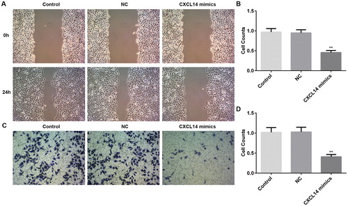 Figure 3. Changes of cell migration and invasion after overexpression of CXCL14 in TCA-8113 cells. (A) Cell migration was measured by wound healing assay (magnification, ×20). (B) Number of migrated TCA-8113 cells after 24 h culture. (C) Images of cell invasion of TCA-8113 cells (magnification, ×100). (D) Number of invading cells as determined with a counting chamber. **P < 0.01 versus NC. NC, negative control. All results were confirmed in at least three independent experiments.