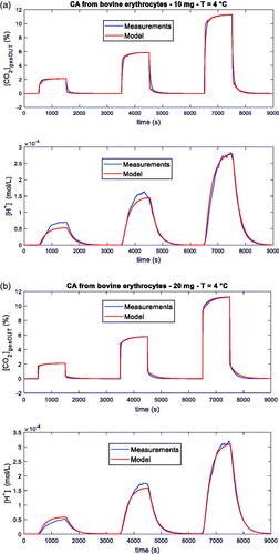 Figure 8. Measurements and relative fittings obtained with the general model. Measurement conditions: 200 ml total flow: N2 (8.5 min), N2 and 2% CO2 (16 min), N2 (32 min), N2 and 5% CO2 (16 min), N2 (32 min), N2 and 10% CO2 (16 min), N2 (25 min). Measurements obtained with the system described in Sec. II, containing 100 ml of distilled water, kept at T = 4 °C, with 10 mg (a) and 20 mg (b) of CA from bovine erythrocytes. In both pictures the upper plot is the measured CO2 concentration at the output of the reactor vs. time, whereas the lower plot is the [H+] vs. time obtained from the pH measurements. Fitting maximum error lower than 4% for [CO2] and 18% for [H+] (a), and 4% for [CO2] and 12% for [H+] (b).