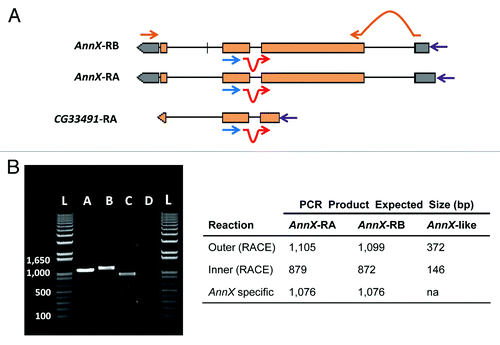 Figure 3. Functional test of the expression of AnnX-like genes. (a) Outline of the strategy followed. 5′ RACE experiments were performed to detect the presence of the putative transcripts corresponding to the AnnX-like genes in whole body and testis of 5-d-old males. The experiments were done following the instructions of the kit from Epicenter ExactSTART Eukaryotic mRNA 5′-&3′-RACE. Primers used: outer primer (blue; 5′GGATCCAAGTAGGGCTGTCA3′), located on the third exon of AnnX and the second exon of AnnX-like (only CG33491 is shown); inner primer (red; 5′GACTGGACGCACTCAACTATGG3′), located at the junction of the second and third exons; and a 5′ primer from the kit used (purple). The sequences of the outer and inner primers are complementary to those of the two AnnX transcripts and to that putatively transcribed from the AnnX-like genes according to FlyBase.Citation25AnnX transcript specific primers (brown) were used for RT-PCR experiments with the only purpose to test for the quality of the cDNA and the presence of genomic DNA. (B) Results for the expression profiling experiments in testis. Left, 5′ RACE products amplified from cDNAs of total RNA from males carrying the wild-type configuration for the Sdic multigene family (B+). Lanes: 1) PCR product using AnnX specific primers; 2) PCR product using the outer primer and the 5′ primer; 3) PCR product using the inner primer and the 5′ primer; 4) H2O, negative control (cDNA but no primers added); L) ladder. Right, summary table with the expected size of the PCR products for the two transcripts of AnnX and for the putative transcript of AnnX-like genes. Evidence for the presence of the two AnnX transcripts was detected but not for the putative transcript of AnnX-like genes. Experiments using total RNA from whole bodies as starting material shown identical results (not shown).