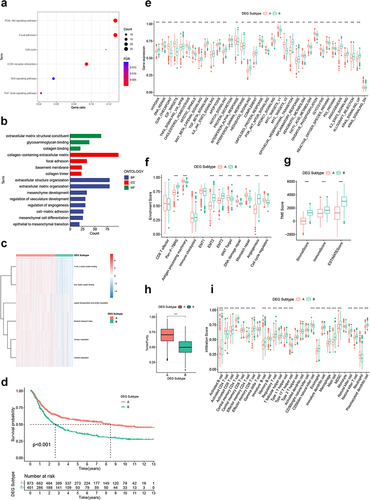 Figure 4 Identification of DEG subtypes. (a and b) KEGG and GO analysis for DEGs. (c) Heatmap showing the enrichment pattern of six CRGSs in two DEG subtypes. (d) Kaplan–Meier analysis of two DEG subtypes. (e and f) ssGSEA based on the Hallmark gene set and Mariathasan’s gene set. (g and h) Differences in immune/stromal/ESTIMATE scores and tumor purity between two DEG subtypes. (i) Differences in immune cell infiltration between two DEG subtypes. Statistical significance: **P<0.01; ***P<0.001.