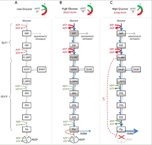 Figure 7. Conceptual representation of glycolysis and associated ATP production balance according to glucose availability. (A) At low glucose uptake rate, the metabolism is fully respiratory, and the ATP balance is positive. (B) Following an increase in glucose availability and consequent higher glucose uptake rate, in the short term, the irreversible reactions of the first phase of glycolysis (GLY I) induce a higher rate of ATP consumption, compared to the ATP production rates during the second phase of glycolysis (GLY II); pyruvate is respired, but its surplus (“overflow”) is fermented. The brown line represents the reduced affinity of the enzyme pyruvate dehydrogenase for high concentrations of pyruvate (“bottleneck”). (C) In the long term at high glucose concentration, the respiration is down-regulated (red dashed line, long term inhibition, LTI) by the accumulation of F1,6BP. Concomitantly, fermentation is increased allowing for a faster conversion of pyruvate which, in turn, increases the flows of the second phase of the glycolysis (GLY II), thus leading to the restoration of a positive balance of ATP production. RESP, respiration; FERM, fermentation; G6P, glucose 6-phosphate; F6P, fructose 6-phosphate; F1,6BP, fructose 1,6-biphosphate; GA3P, glyceraldehyde 3-phosphate; DHAP, dihydroxyacetone phosphate; 1,3BPG, 1,3-bisphosphoglycerate; 3PG, 3-phosphoglycerate; 2PG, 2-phosphoglycerate; PEP, phosphoenolpyruvate; Pyr, pyruvate.