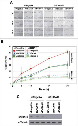 Figure 8. Effects of BC200 RNA knockdown on the wound healing of S100A11-knockdown HeLa cells. (A and B) HeLa cells were transfected with siS100A11, incubated for 24 h, and then transfected with siBC200 I or siBC200 II. Cells were scraped (wounded) at 48 h after the initial knockdown, and the degree of recovery was measured at 0, 6, 12, 24, and 36 h post-wounding. (A) Representative pictures, 40x magnification. (B) The results of our wound-healing assay were quantified as described in the legend to Fig. 1B (mean ± SD; n = 3). Shown are siNegative (red), siBC200 I (blue), and siBC200 II (green). (C) At 48 h after the initial knockdown, whole-cell extracts were prepared and subjected to Western blot analysis.