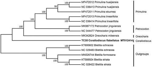 Figure 1. Neighbor-joining (NJ) tree of 26 species within the family Gesneriaceae based on the plastomes using five Orchidaceae species as outgroups.