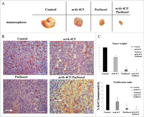 Figure 6. MAb4C5 alone and combined with paclitaxel, causes tumor regression in an in vivo therapeutic tumor model. Eight weeks after inoculation: (A) Gross pictures of mammosphere-derived tumors, treated or not with mab4C5, paclitaxel and a combination of both. (B) Immunolabeling of tumors corresponding to the above cases with the anti-Ki-67 antibody. Arrows show areas of cell necrosis. (C) Mean tumor weight measurements were 0.90g, 0.55g, 0.11g and 0.02g for the control, mAb4C5, paclitaxel and mAb4C5/paclitaxel-treated groups, respectively. These values corresponded to a 44.2%, 88.4%and 97.3% reduction in tumor weight of the mAb4C5, paclitaxel and mAb4C5/paclitaxel groups, respectively, as compared to controls. Quantification of Ki-67 immunolabeling of the mAb4C5-, paclitaxel- and mAb4C5/paclitaxel-treated mice, showed a 67.3%, 90.1%and 96.7% decrease in proliferation, respectively, when compared to controls.*p < 0.05,**p < 0.001, ***p value < 0.0001. Bars correspond to 200 μm.